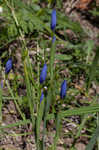 Prairie pleatleaf